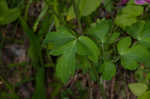 European columbine